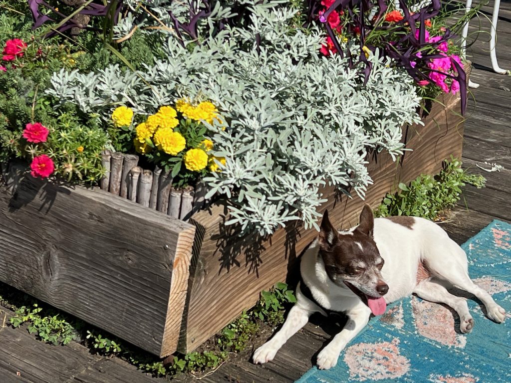 Flower planters on a private Chicago roof deck