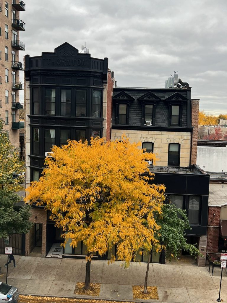 Golden autumn tree and historic rowhouse across Wabash Avenue